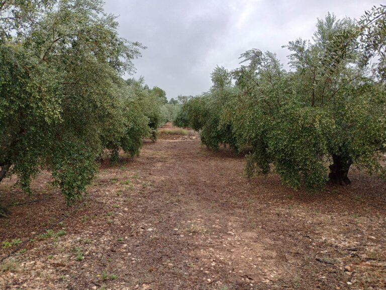 Optimiza el cultivo de olivo