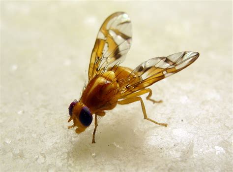 mosca-fruta